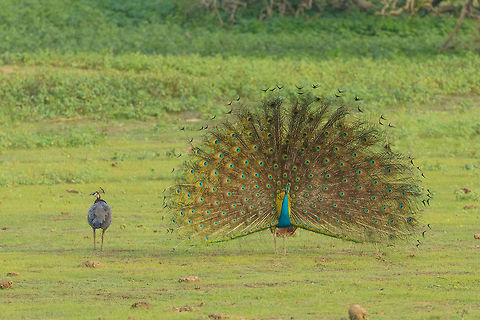 Pity in Pride So you carry an enormous baggage all year long, in preparation of the ultimate moment: breeding season. You show her all you got, only to be ignored. You just have to feel sorry for these males. Asia,Indian peafowl,Pavo cristatus,Sri Lanka,Yala