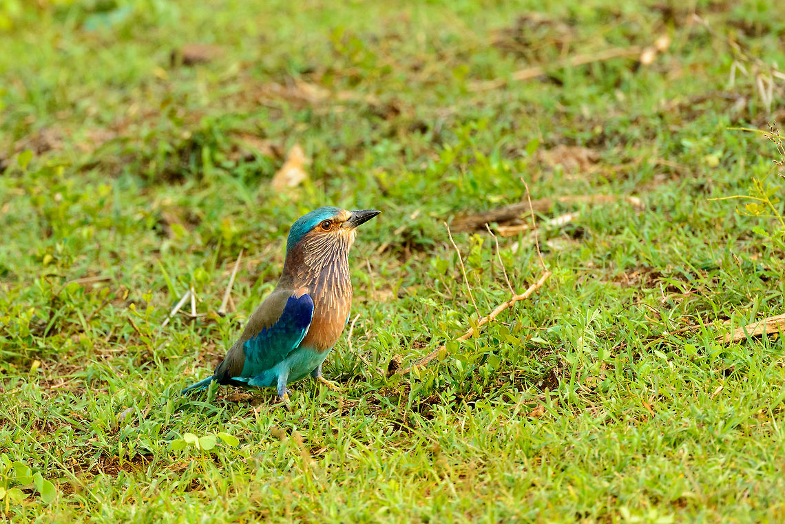 Indian Roller in Yala NP, Sri Lanka  Asia,Coracias benghalensis,Indian Roller,Sri Lanka,Yala
