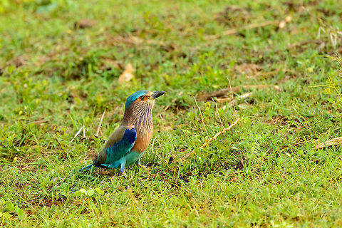 Indian Roller in Yala NP, Sri Lanka  Asia,Coracias benghalensis,Indian Roller,Sri Lanka,Yala