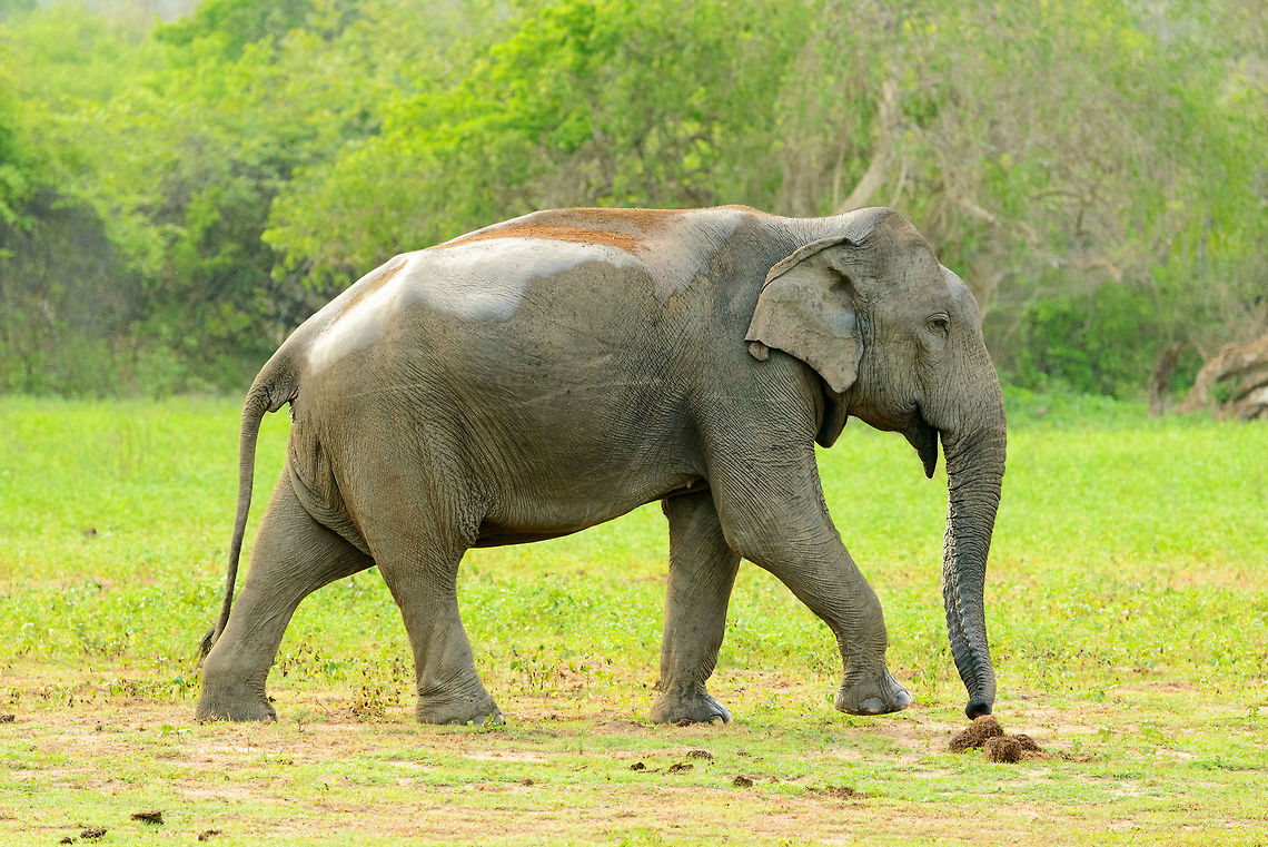 Sideview of adult Sri Lankan Elephant, Yala NP, Sri Lanka No tusks, like most Sri Lankan Elephants. Asia,Elephas maximus maximus,Sri Lanka,Sri Lankan elephant,Yala