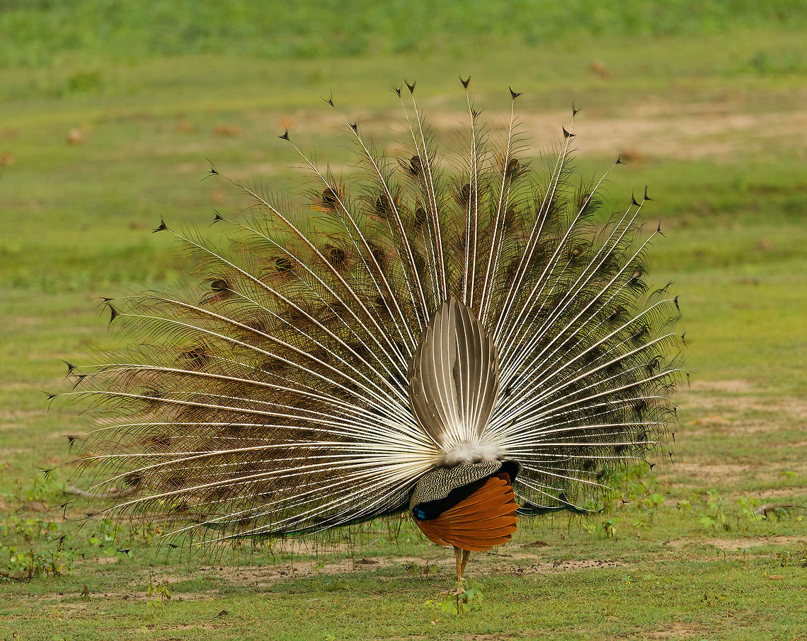 Indian Peafowl - behind the scenes When Peafowls display, they often do so spinning around. Here's a view on the backside of a male displaying. The orange tail feathers will be shaking rapidly. Captured in Yala NP, Sri Lanka. Asia,Indian peafowl,Pavo cristatus,Sri Lanka,Yala