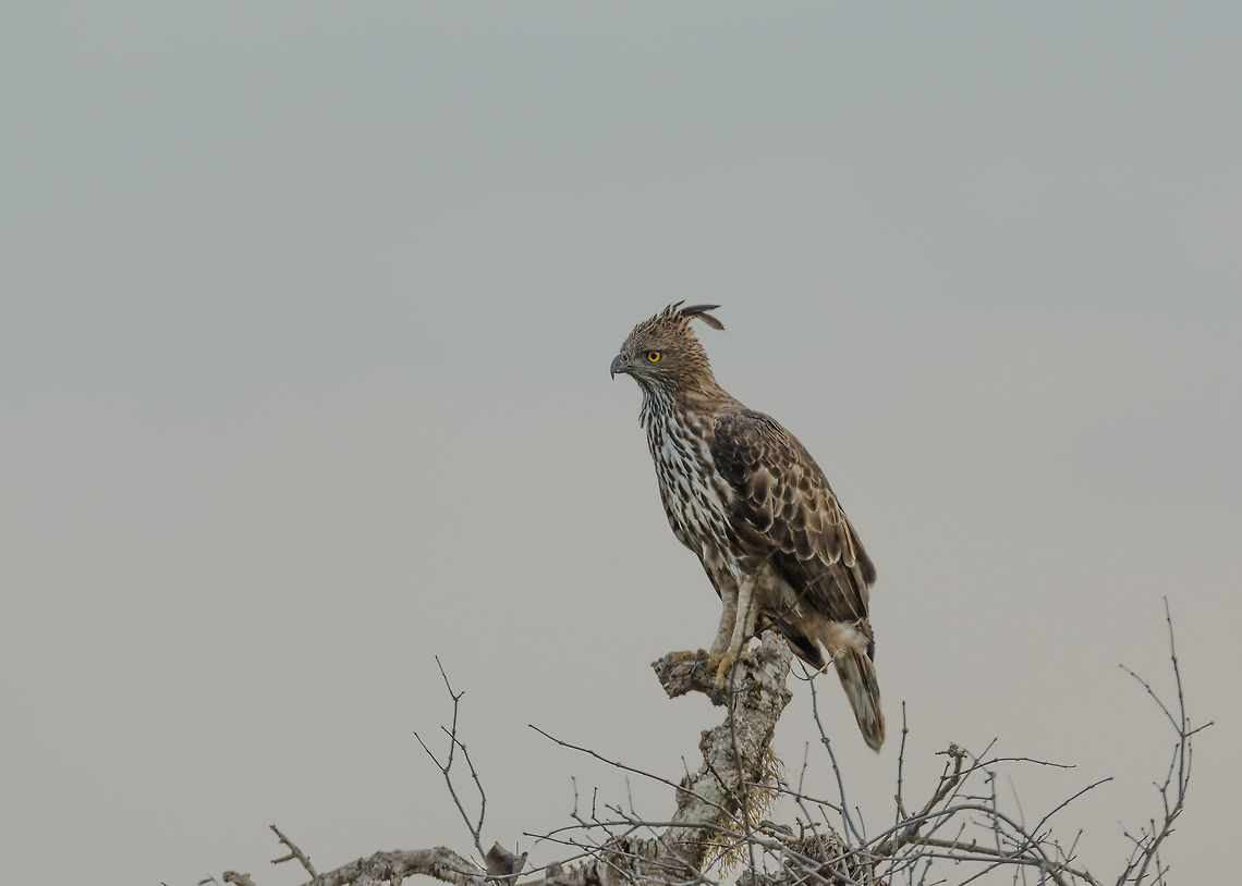Changeable Hawk-Eagle at Yala NP, Sri Lanka  Asia,Changeable Hawk-Eagle,Nisaetus cirrhatus,Sri Lanka,Yala