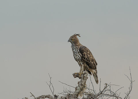 Changeable Hawk-Eagle at Yala NP, Sri Lanka  Asia,Changeable Hawk-Eagle,Nisaetus cirrhatus,Sri Lanka,Yala