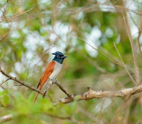 Asian Paradise Flycatcher closeup, Yala, Sri Lanka As they are nervous birds that are often obstructed by shrubs and trees, this is the closest we have gotten to them in Sri Lanka. As the tail is not entirely visible, this is possibly a female (short tail), but more likely a male. Asia,Asian Paradise Flycatcher,Sri Lanka,Terpsiphone paradisi,Yala
