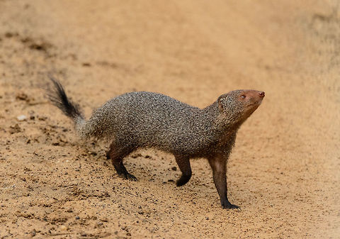 Follow your dreams Closeup of a Ruddy Mongoose who is onto something, as it completely ignored our presence. Asia,Herpestes smithii,Ruddy Mongoose,Sri Lanka,Yala