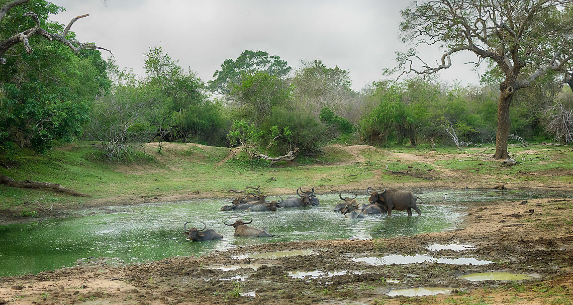 Water Buffalo family bathing, Yala, Sri Lanka Early morning of day 2 in Yala National Park, where we encountered this lovely family scene. Note the strategic &quot;eyes in all directions&quot;. Asia,Bubalus bubalis,Sri Lanka,Water buffalo,Yala