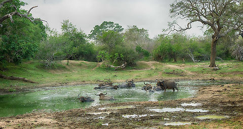 Water Buffalo family bathing, Yala, Sri Lanka Early morning of day 2 in Yala National Park, where we encountered this lovely family scene. Note the strategic "eyes in all directions". Asia,Bubalus bubalis,Sri Lanka,Water buffalo,Yala