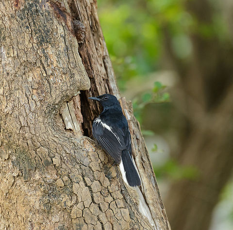 Oriental Magpie-Robin (male), Yala National Park, Sri Lanka  Asia,Copsychus saularis,Oriental Magpie-Robin,Sri Lanka,Yala