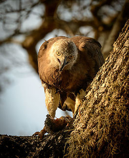 Grey headed fish eagle closeup, Yala NP, Sri Lanka  Asia,Ichthyophaga ichthyaetus,Sri Lanka,Yala,grey headed fish eagle