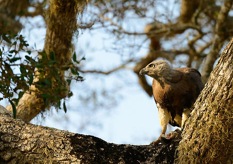 Grey-headed Fish Eagle feeding, Yala NP Sri Lanka This one was feasting on a freshly caught fish. It was situated directly above our jeep, so a bit of a neck breaker to capture. Closeup:
http://www.jungledragon.com/image/28725/grey_headed_fish_eagle_closeup_yala_np_sri_lanka.html Asia,Ichthyophaga ichthyaetus,Sri Lanka,Yala,grey headed fish eagle