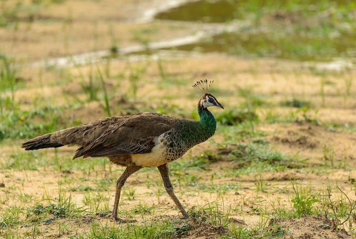 Indian Peafowl female - sideview Captured in Yala NP, Sri Lanka. Asia,Indian peafowl,Pavo cristatus,Sri Lanka,Yala
