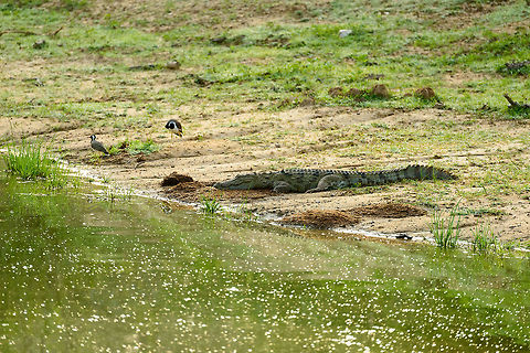 Mugger Crocodile on shore of pond, Yala NP, Sri Lanka  Asia,Crocodylus palustris,Mugger crocodile,Sri Lanka,Yala