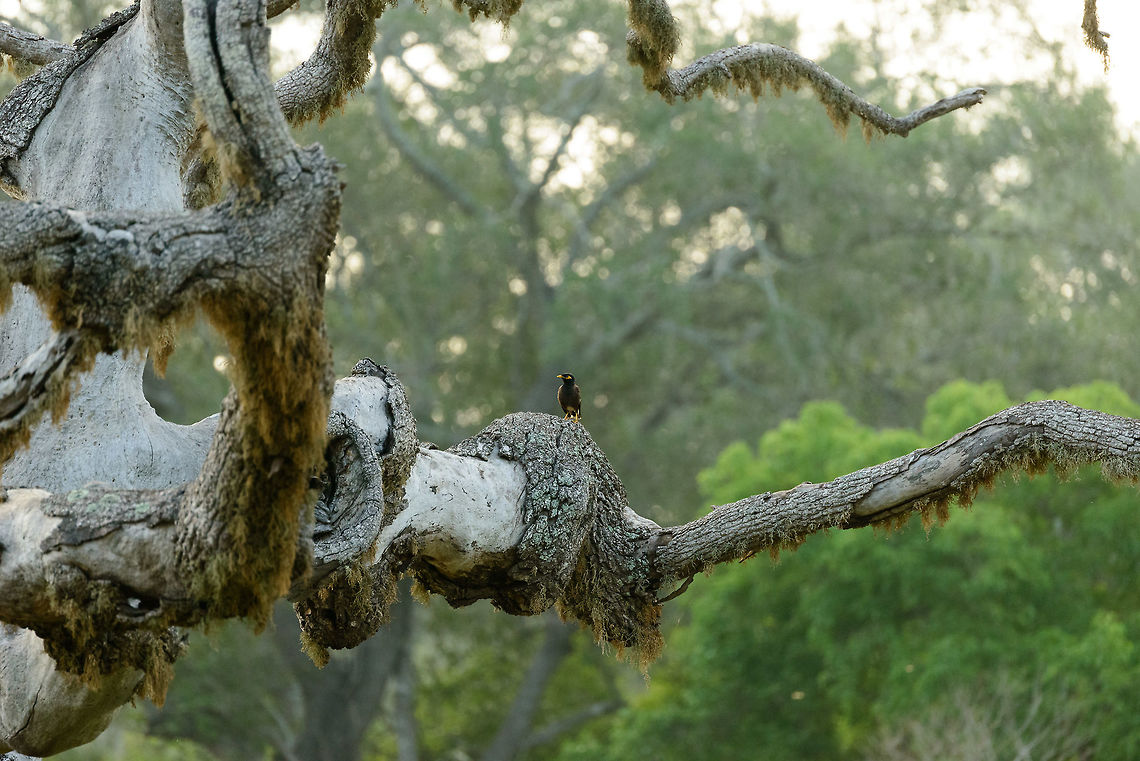 Little Myna on very big tree, Yala NP, Sri Lanka  Acridotheres tristis,Asia,Common myna,Sri Lanka,Yala