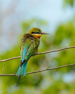 Closeup of a Blue-tailed Bee-eater, Yala, Sri Lanka  Asia,Blue-tailed Bee-eater,Merops philippinus,Sri Lanka,Yala