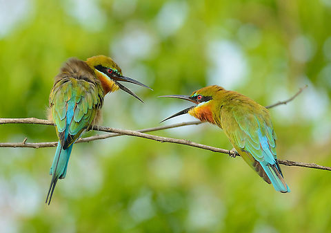 Chatty Blue-tailed Bee-eater couple, Yala, Sri Lanka  Asia,Blue-tailed Bee-eater,Merops philippinus,Sri Lanka,Yala