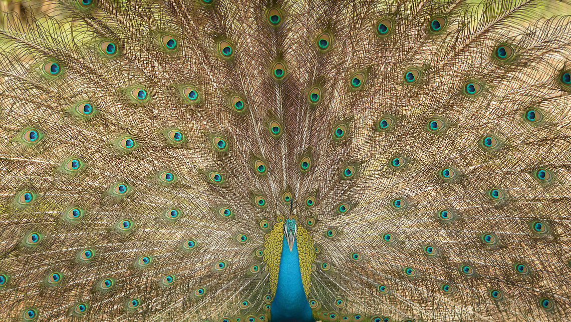 Indian Peafowl full male display, Yala, Sri Lanka Here&#039;s a video of the scene from which I took this photo. Sorry that it is a bit dark:<br />
<section class="video"><iframe width="448" height="282" src="https://www.youtube-nocookie.com/embed/3pdYWtG7578?hd=1&autoplay=0&rel=0" frameborder="0" allowfullscreen></iframe></section> Asia,Indian peafowl,Pavo cristatus,Sri Lanka,Yala