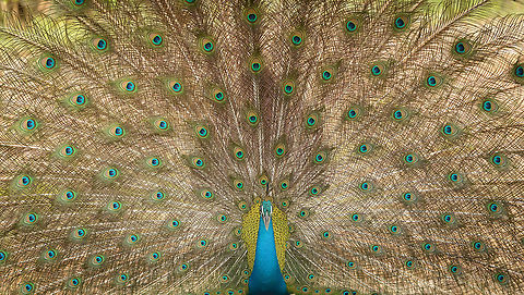 Indian Peafowl full male display, Yala, Sri Lanka Here's a video of the scene from which I took this photo. Sorry that it is a bit dark:
https://www.youtube.com/watch?v=3pdYWtG7578 Asia,Indian peafowl,Pavo cristatus,Sri Lanka,Yala