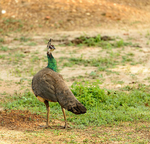 Female Indian Peafowl - No means No! :(
http://www.jungledragon.com/image/28790/disappointed_male_peafowl_yala_sri_lanka.html Asia,Indian peafowl,Pavo cristatus,Sri Lanka,Yala