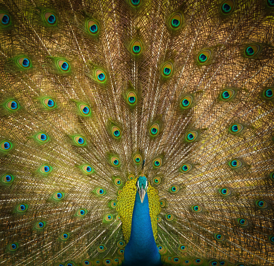 Indian Peafowl full male display - closeup, Yala, Sri Lanka  Asia,Indian peafowl,Pavo cristatus,Sri Lanka,Yala