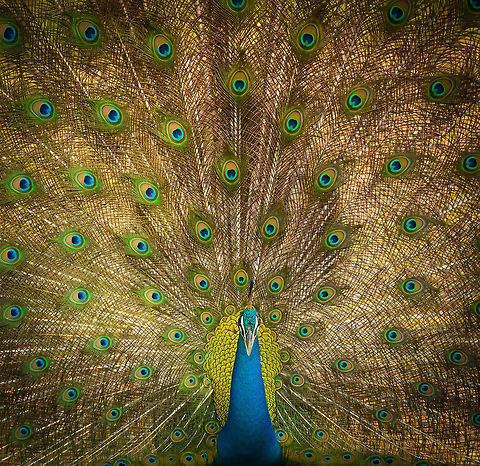 Indian Peafowl full male display - closeup, Yala, Sri Lanka  Asia,Indian peafowl,Pavo cristatus,Sri Lanka,Yala