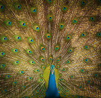 Indian Peafowl full male display - closeup, Yala, Sri Lanka  Asia,Indian peafowl,Pavo cristatus,Sri Lanka,Yala