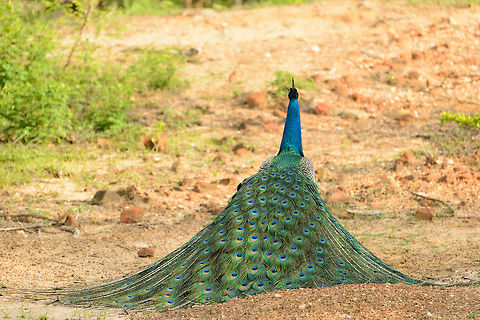 Disappointed male Peafowl, Yala, Sri Lanka Rejected:
http://www.jungledragon.com/image/28788/female_indian_peafowl_-_no_means_no.html Asia,Indian peafowl,Pavo cristatus,Sri Lanka,Yala