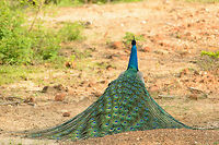 Disappointed male Peafowl, Yala, Sri Lanka Rejected:<br />
http://www.jungledragon.com/image/28788/female_indian_peafowl_-_no_means_no.html Asia,Indian peafowl,Pavo cristatus,Sri Lanka,Yala