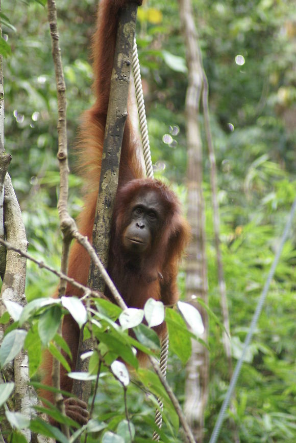 Curious Orang Utan Found at the Semenggoh Wildlife Centre Bornean orangutan,Geotagged,Malaysia,Mammals,Monkeys,Orangutan,Pongo pygmaeus