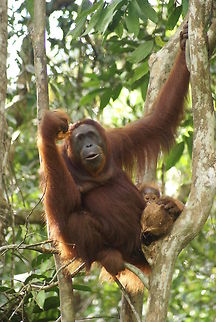 Mother Orang Utan and her baby Found at the Semenggoh Wildlife Centre Bornean orangutan,Geotagged,Malaysia,Mammals,Monkeys,Orangutan,Pongo pygmaeus