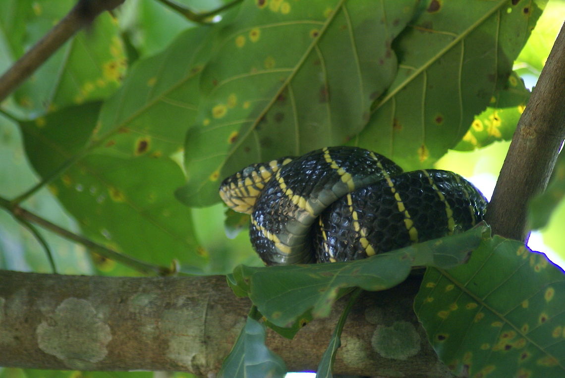 Yellow-ringed cat snake Found in the tree tops near the Kinabatangang river lodge Boiga dendrophila,Cat Snake,Malaysia,Reptiles,Serpentes,Snakes,Yellow-ringed Cat Snake,gold-ringed cat snake