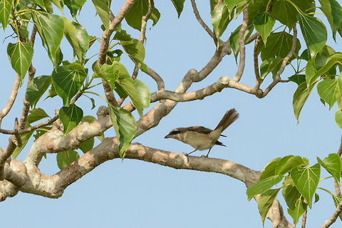 Common Woodshrike in Yala National Park, Sri Lanka This is a remote spotting, so I had to crop a lot to get this image. Sorry for the poor quality. Asia,Common woodshrike,Sri Lanka,Tephrodornis pondicerianus,Yala