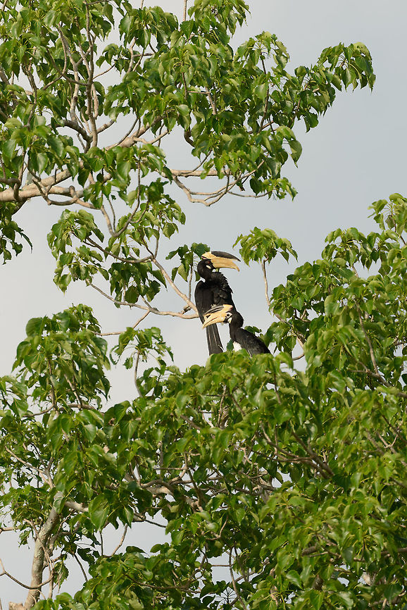 Malabar pied hornbill couple in Yala NP, Wilpaththu, Sri Lanka We&#039;ve spotted these birds dozens of times during our stay in Sri Lanka, and it seems they always come in couples, never alone. Anthracoceros coronatus,Asia,Malabar pied hornbill,Sri Lanka,Yala
