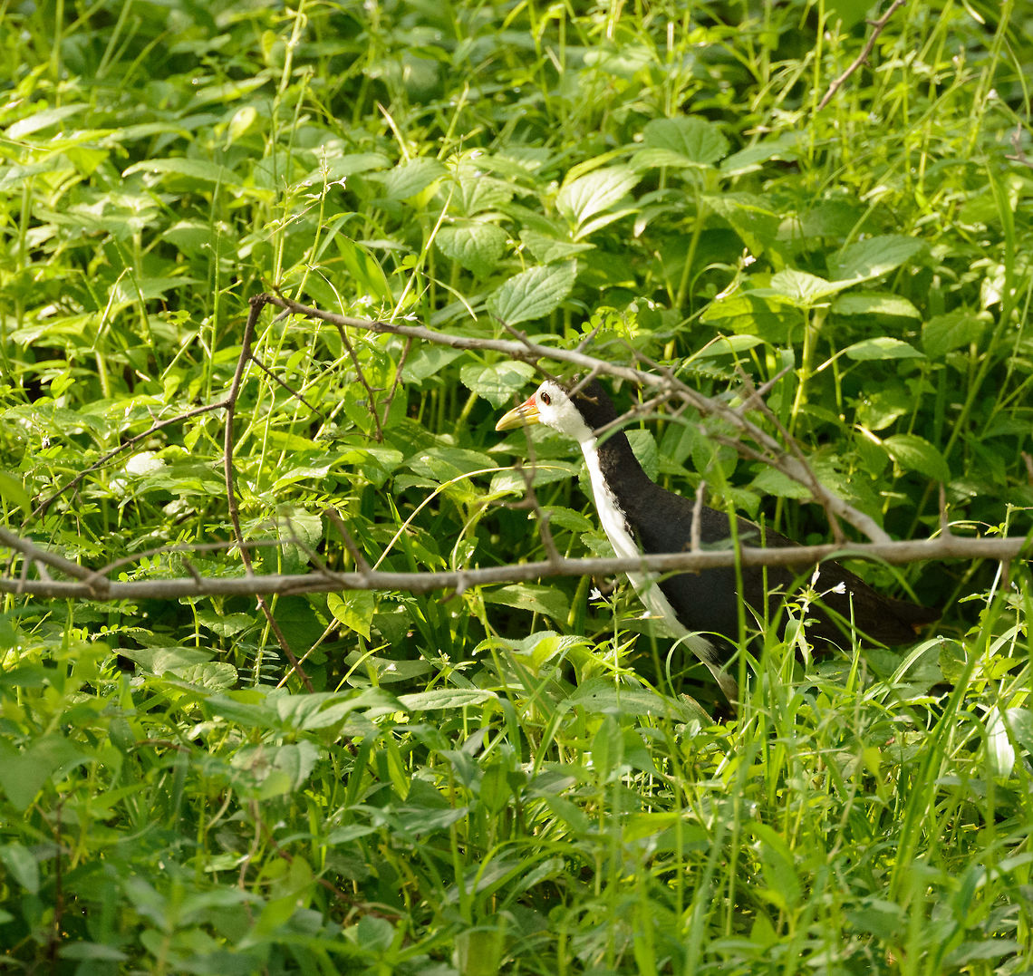 White-breasted Waterhen in Yala NP, Sri Lanka This one was navigating through some shrubs with no water in sight, possibly there&#039;s some nest business involved here. Amaurornis phoenicurus,Asia,Sri Lanka,White-breasted Waterhen,Yala