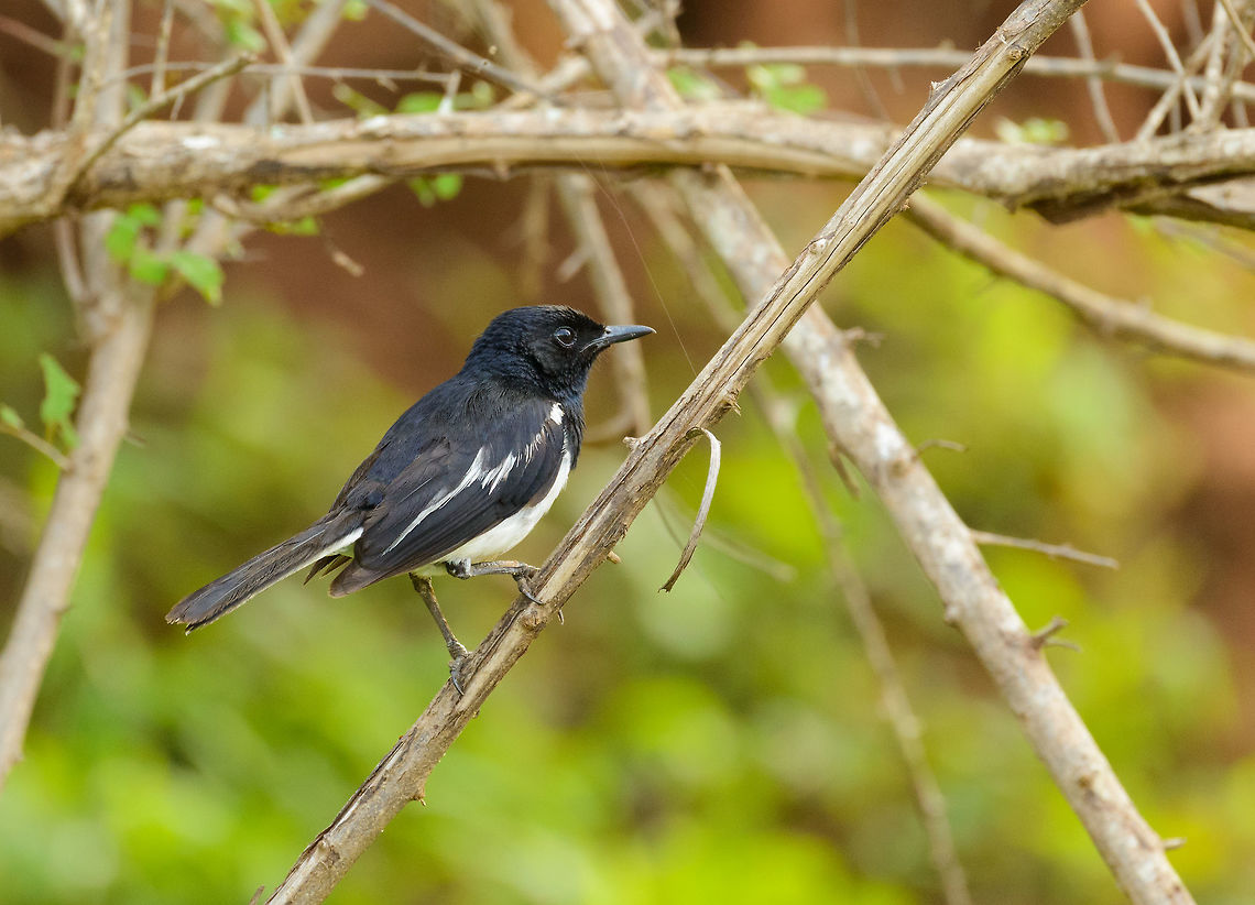 Oriental Magpie-Robin (male) closeup, Yala National Park, Sri Lanka  Asia,Copsychus saularis,Oriental Magpie-Robin,Sri Lanka,Yala