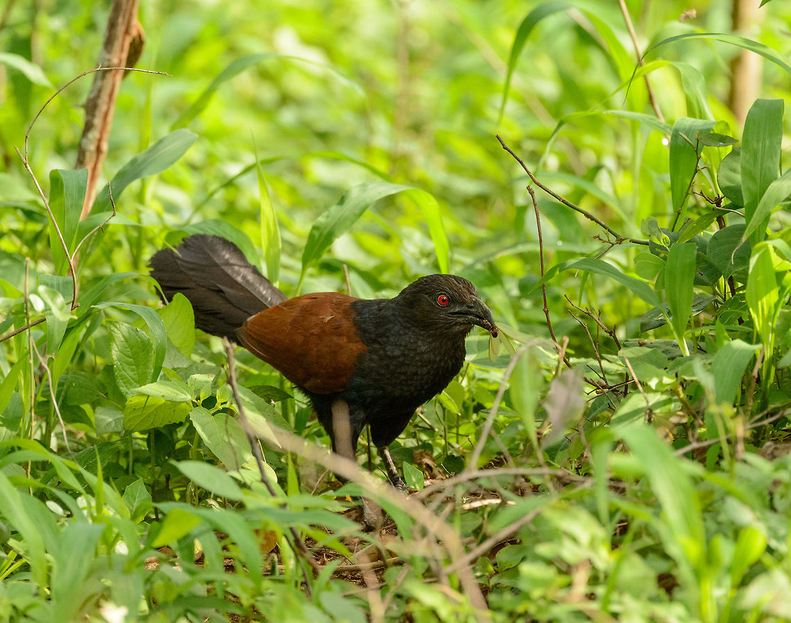 Greater Coucal hits the jackpot, Sri Lanka Captured in Yala National Park. This insect-loving bird hit the jackpot by stumbling upon a nest of slow flying insects that just seemed to have hatched. It simply could pick after another directly from the nest.  Asia,Centropus sinensis,Greater Coucal,Sri Lanka,Yala