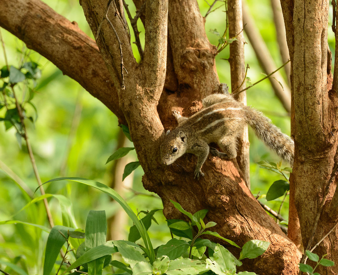 Indian Palm Squirrel, Yala National Park, Sri Lanka Also called 3-stripe squirrel, the reason clearly visible from this angle. Asia,Funambulus palmarum,Indian palm squirrel,Sri Lanka,Yala