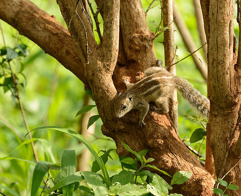 Indian Palm Squirrel, Yala National Park, Sri Lanka Also called 3-stripe squirrel, the reason clearly visible from this angle. Asia,Funambulus palmarum,Indian palm squirrel,Sri Lanka,Yala