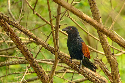 Greater Coucal defends food source, Sri Lanka This Coucal just found a nest of hatching insects that it could easily pick, so it continued feeding on it and guarding it, making sure no other birds sees it. Asia,Centropus sinensis,Greater Coucal,Sri Lanka,Yala
