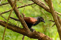 Greater Coucal defends food source - side view, Sri Lanka  Asia,Centropus sinensis,Greater Coucal,Sri Lanka,Yala