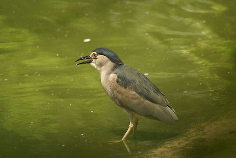 Black-crowned Night Heron Kuala Lumpur, National Bird park. Aves,Birds,Black-crowned Night Heron,Malaysia,Nycticorax nycticorax