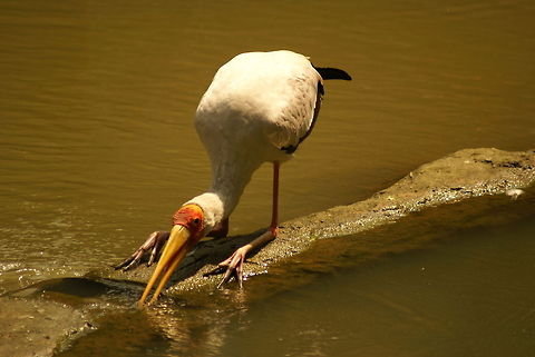 Milky Stork drinking Check out how the knees bend! Malaysia,Milky Stork,Mycteria cinerea,Stork,birds
