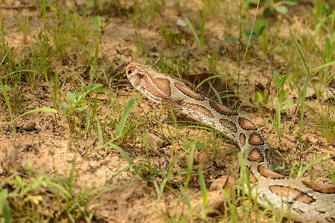 Daboia (Russells viper) closeup in Yala National Park, Sri Lanka Our only snake encounter during our trip in Sri Lanka. This viper was quick to flee the scene as we approached. Full body shot:
http://www.jungledragon.com/image/29436/daboia_russells_viper_in_yala_national_park_sri_lanka.html Asia,Daboia russelii,Russells viper,Sri Lanka,Yala