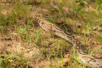 Daboia (Russells viper) closeup in Yala National Park, Sri Lanka Our only snake encounter during our trip in Sri Lanka. This viper was quick to flee the scene as we approached. Full body shot:<br />
http://www.jungledragon.com/image/29436/daboia_russells_viper_in_yala_national_park_sri_lanka.html Asia,Daboia russelii,Russells viper,Sri Lanka,Yala