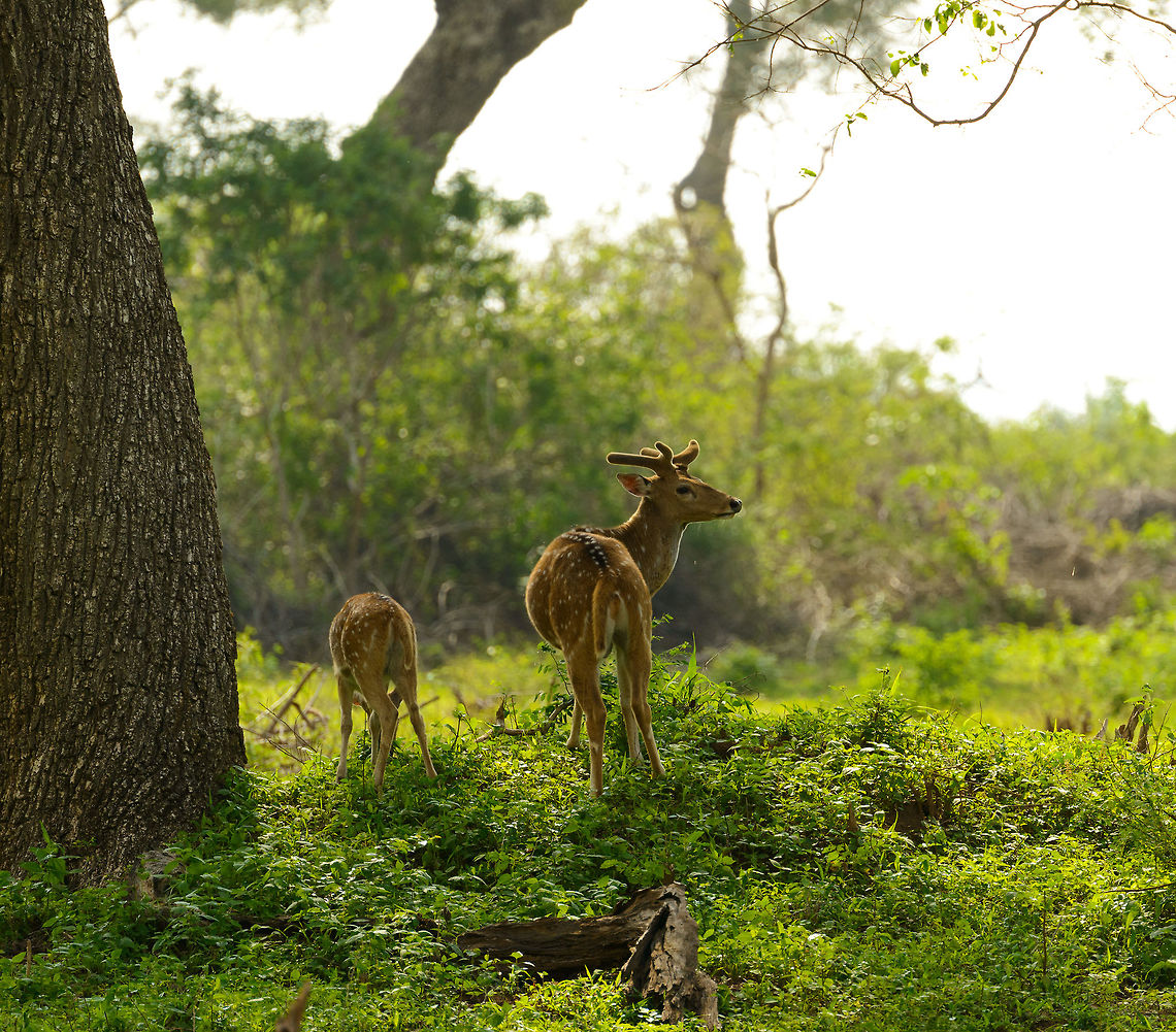 Sri Lankan Axis deer in the morning, Yala, Sri Lanka  Asia,Axis axis ceylonensis,Sri Lanka,Sri Lankan axis deer,Yala