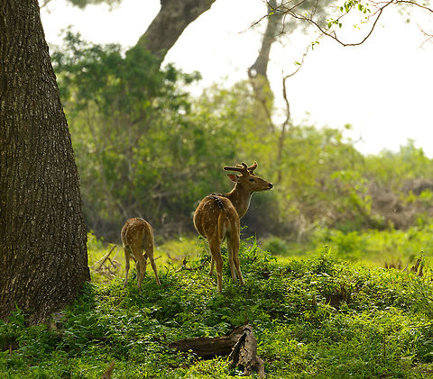 Sri Lankan Axis deer in the morning, Yala, Sri Lanka  Asia,Axis axis ceylonensis,Sri Lanka,Sri Lankan axis deer,Yala