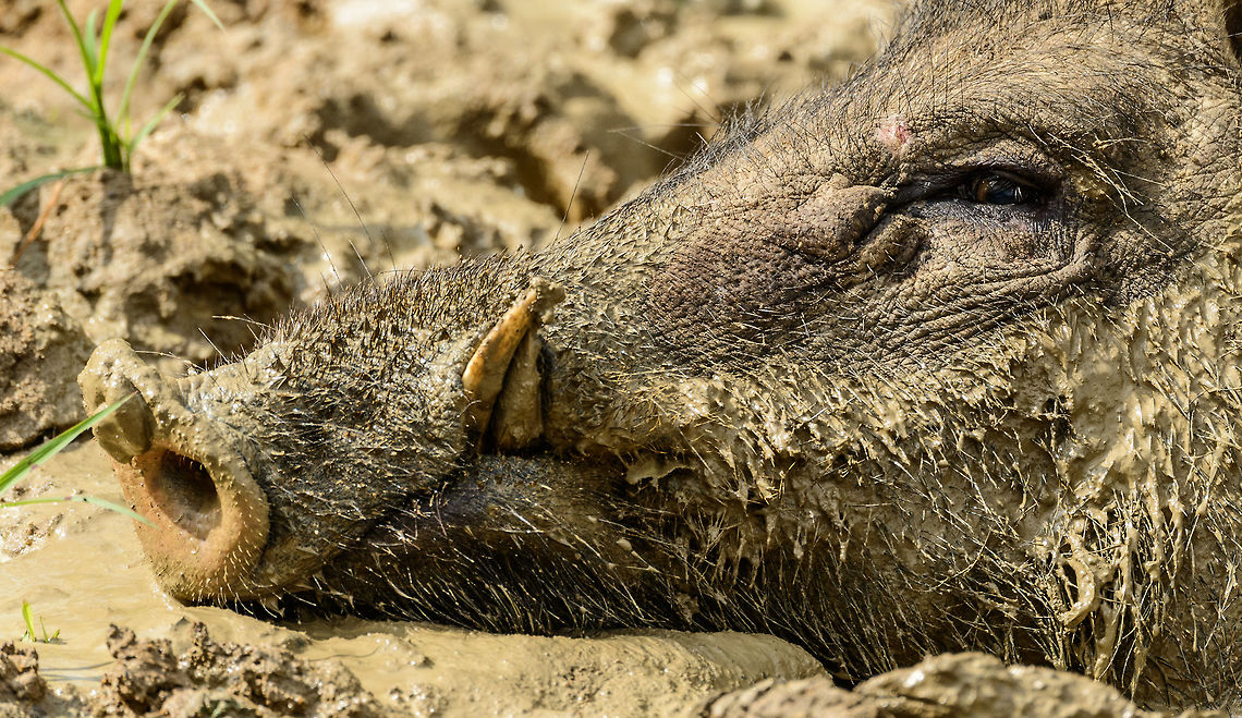 Indian Boar extreme closeup, Yala, Sri Lanka We found this boar wide awake enjoying its mud bath in Yala National Park. Unlike our other encounters with boars, this one made no attempt at all to flee. And rightfully so, nobody wants to be disturbed from a mud bath. Asia,Indian boar,Sri Lanka,Sus scrofa cristatus,Yala