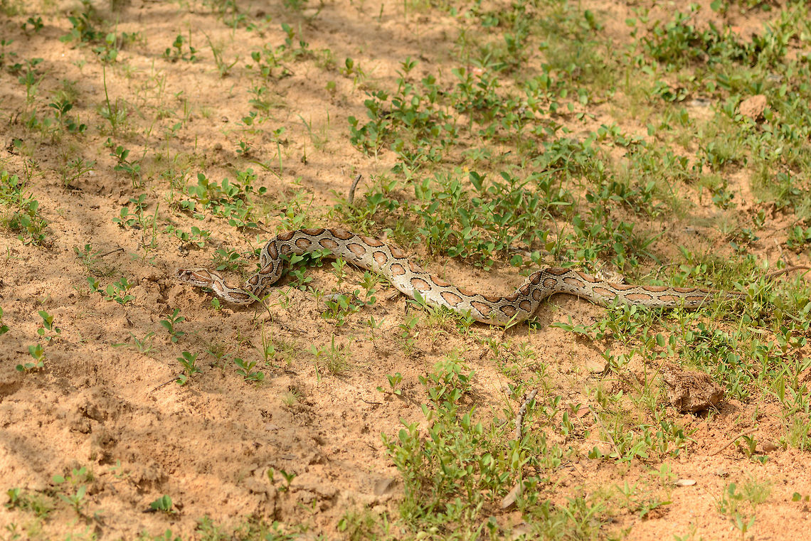 Daboia (Russells viper) in Yala National Park, Sri Lanka Our only snake encounter during our trip in Sri Lanka. This viper was quick to flee the scene as we approached. Closeup:<br />
<figure class="photo"><a href="https://www.jungledragon.com/image/29433/daboia_russells_viper_closeup_in_yala_national_park_sri_lanka.html" title="Daboia (Russells viper) closeup in Yala National Park, Sri Lanka"><img src="https://s3.amazonaws.com/media.jungledragon.com/images/2/29433_thumb.jpg?AWSAccessKeyId=05GMT0V3GWVNE7GGM1R2&Expires=1759968010&Signature=ZlT1xU0WhVAmLWL8dQvioodu6kc%3D" width="200" height="134" alt="Daboia (Russells viper) closeup in Yala National Park, Sri Lanka Our only snake encounter during our trip in Sri Lanka. This viper was quick to flee the scene as we approached. Full body shot:<br />
http://www.jungledragon.com/image/29436/daboia_russells_viper_in_yala_national_park_sri_lanka.html Asia,Daboia russelii,Russells viper,Sri Lanka,Yala" /></a></figure> Asia,Daboia russelii,Russells viper,Sri Lanka,Yala