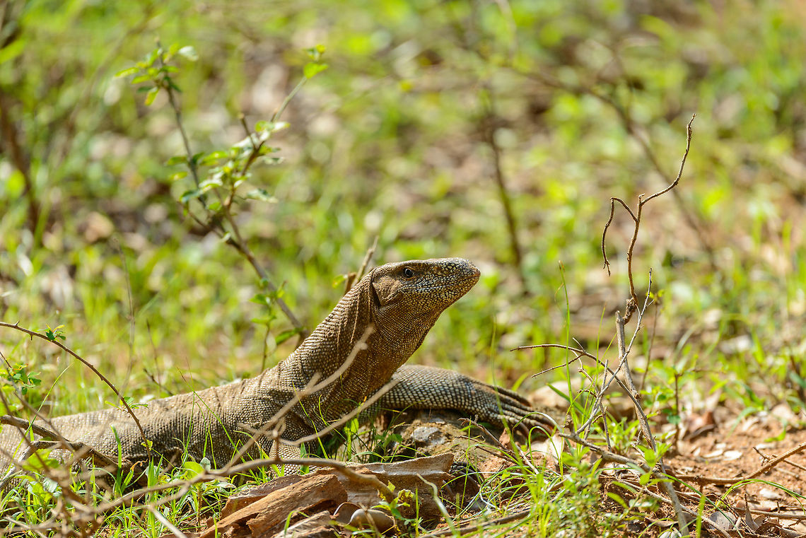 Bengal monitor in full sun, Yala National Park, Sri Lanka  Asia,Bengal monitor (Indian monitor),Sri Lanka,Varanus bengalensis,Yala