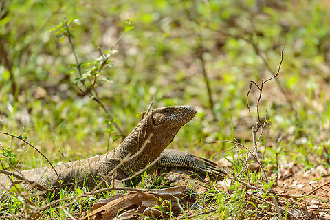 Bengal monitor in full sun, Yala National Park, Sri Lanka  Asia,Bengal monitor (Indian monitor),Sri Lanka,Varanus bengalensis,Yala