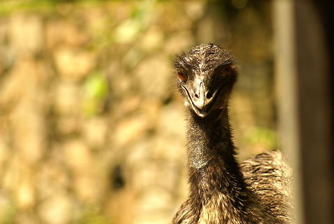 Rhea Americana front view This very large bird, largest american bird alive, can only laugh at tourists, for it knows it could have them for breakfast. Birds,Malaysia,Rhea,Rhea Americana,flightless birds